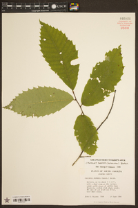 Castanea dentata image