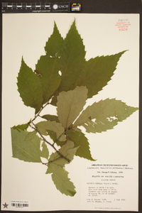 Castanea dentata image