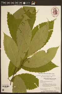 Castanea dentata image