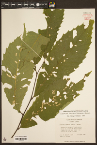 Castanea dentata image