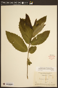 Castanea pumila var. pumila image