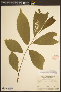 Castanea pumila var. pumila image