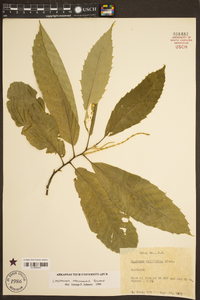 Castanea mollissima image