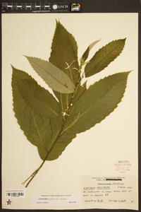 Castanea mollissima image