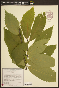 Castanea dentata image