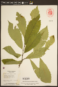 Castanea dentata image