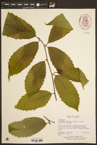 Castanea dentata image