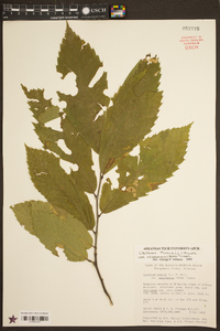 Castanea pumila var. ozarkensis image