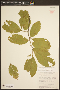 Castanea pumila var. ozarkensis image