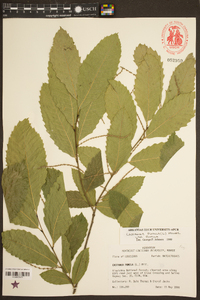 Castanea pumila var. pumila image