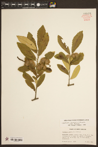 Castanea pumila var. pumila image