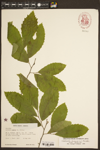 Castanea pumila var. pumila image