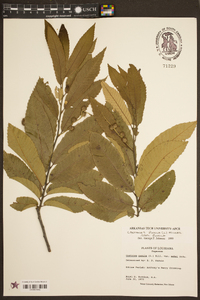 Castanea pumila var. pumila image