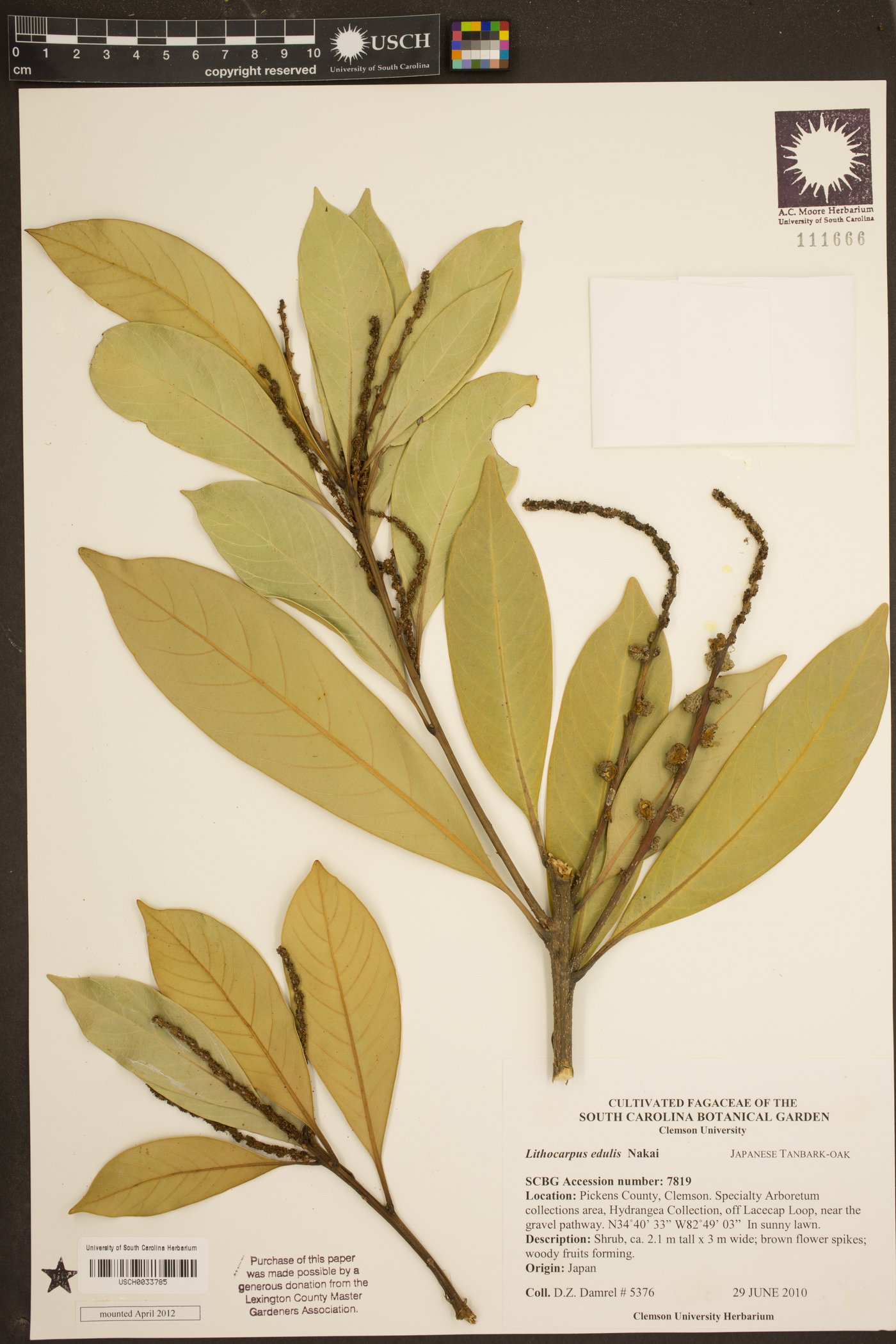 Lithocarpus edulis image