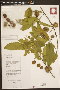 Quercus acutissima image