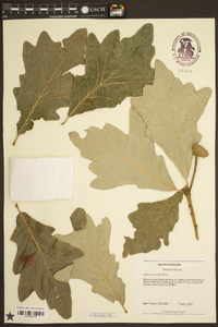 Quercus bicolor image