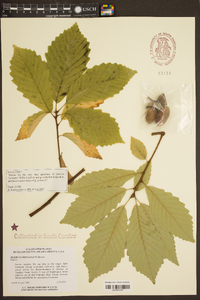 Quercus montana image