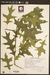 Quercus texana image