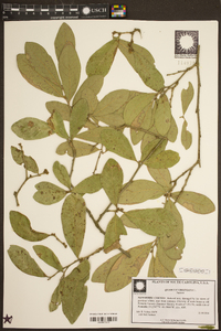 Quercus virginiana image