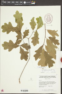 Quercus austrina image