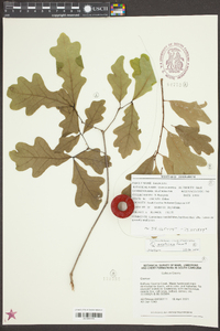 Quercus austrina image