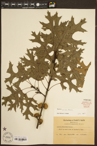 Quercus coccinea image