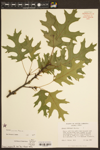 Quercus coccinea image