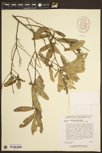 Quercus pumila image