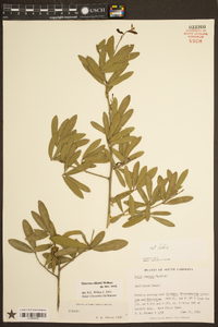 Quercus pumila image