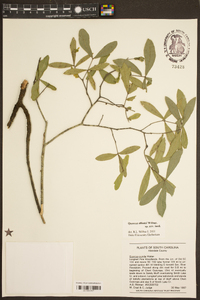 Quercus pumila image