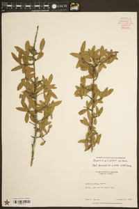 Quercus pumila image