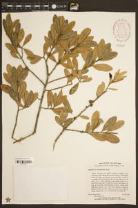 Quercus geminata image