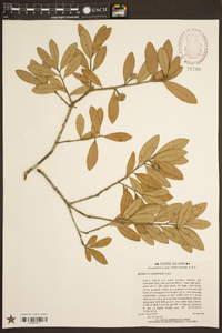 Quercus geminata image