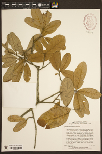 Quercus geminata image