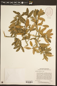 Quercus geminata image