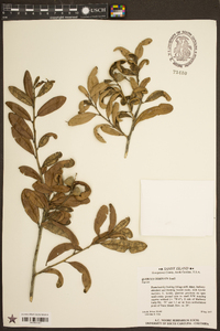 Quercus geminata image