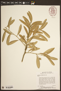 Quercus geminata image