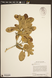 Quercus geminata image