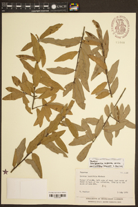 Quercus hemisphaerica image