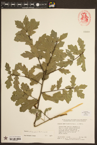 Quercus hemisphaerica image