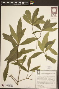 Quercus hemisphaerica image