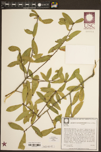 Quercus hemisphaerica image