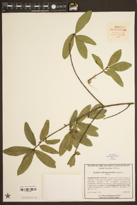 Quercus hemisphaerica image