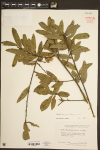 Quercus hemisphaerica image