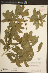 Quercus hemisphaerica image