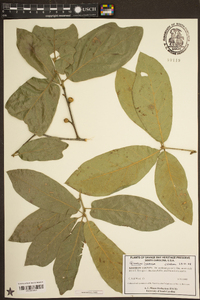 Quercus incana image