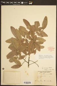 Quercus incana image