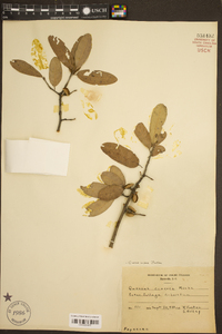 Quercus incana image