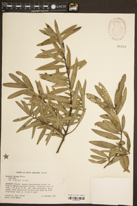 Quercus incana image