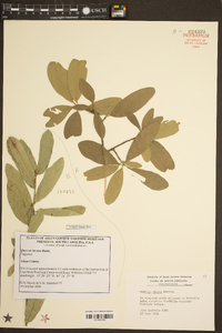 Quercus incana image